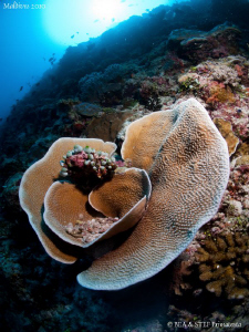 Beautiful hard coral. Canon G10. by Bea & Stef Primatesta 